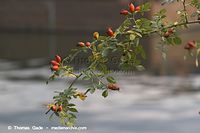 Flora-Strauch-Hundsrose-20050820-36.jpg