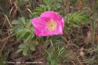 Flora-Strauch-Hundsrose-20060514-01.jpg