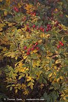 Flora-Strauch-Hundsrose-20061021-13.jpg