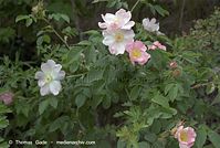 Flora-Strauch-Hundsrose-20070519-02.jpg
