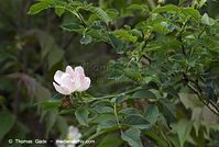 Flora-Strauch-Hundsrose-20070519-08.jpg