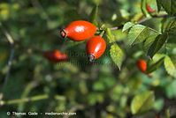 Flora-Strauch-Hundsrose-20070926-041.jpg