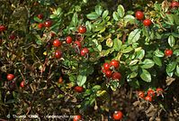 Flora-Strauch-Hundsrose-20071003-032.jpg