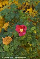 Flora-Strauch-Hundsrose-20071028-028.jpg
