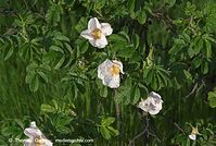 Flora-Strauch-Hundsrose-20080511-038.jpg