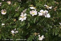 Flora-Strauch-Hundsrose-20080603-67.jpg