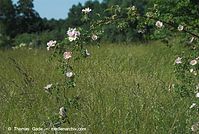 Flora-Strauch-Hundsrose-20080604-240.jpg