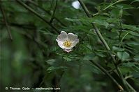 Flora-Strauch-Hundsrose-20090609-031.jpg