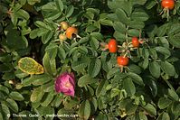 Flora-Strauch-Hundsrose-20090927-225.jpg