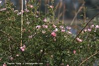 Flora-Strauch-Hundsrose-20110529-12.jpg