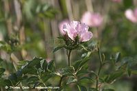 Flora-Strauch-Hundsrose-20110529-13.jpg