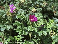 Flora-Strauch-Hundsrsose-20010700-79.jpg