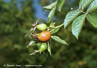 Flora-Strauch-Hundsrsose-200108-95.jpg