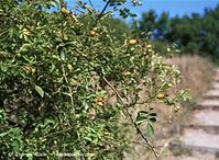 Flora-Strauch-Hundsrsose-200108-96.jpg