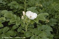 Flora-Strauch-Hundsrsose-20020706-36.jpg