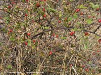 Flora-Strauch-Hundsrsose-20041009-01.jpg