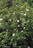 Flora-Strauch-Hundsrsose19680610-64.jpg
