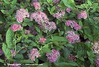 Flora-Strauch-Japanischer-Spierstrauch-20070606-116.jpg