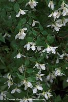 Flora-Strauch-Jasmin-20090531-85.jpg