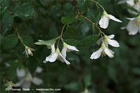 Flora-Strauch-Jasmin-20090531-86.jpg