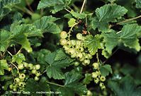Flora-Strauch-Johannisbeere-199906-07.jpg