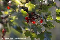 Flora-Strauch-Johannisbeere-20060814-06.jpg