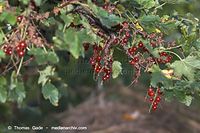 Flora-Strauch-Johannisbeere-20060814-10.jpg