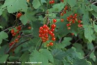 Flora-Strauch-Johannisbeere-20080626-46.jpg