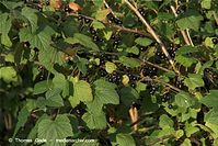 Flora-Strauch-Johannisbeere-20090620-26.jpg