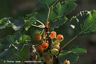 Flora-Strauch-Johannisbeere-20100630-19.jpg