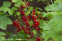 Flora-Strauch-Johannisbeere-201107035-34.jpg
