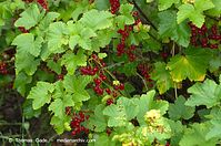 Flora-Strauch-Johannisbeere-20110704-41.jpg