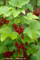 Flora-Strauch-Johannisbeere-20110704-42.jpg