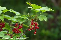 Flora-Strauch-Johannisbeere-20110704-43.jpg
