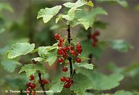 Flora-Strauch-Johannisbeere-20110708-25.jpg