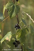Flora-Strauch-Johannisbeere-20110708-31.jpg