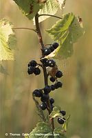 Flora-Strauch-Johannisbeere-20110708-32.jpg