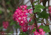 Flora-Strauch-Johannisbeere-20140405-100.jpg