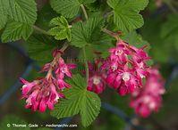 Flora-Strauch-Johannisbeere-20140405-101.jpg