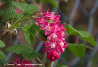 Flora-Strauch-Johannisbeere-20140405-102.jpg