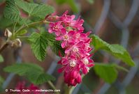 Flora-Strauch-Johannisbeere-20140405-103.jpg