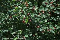 Flora-Strauch-KanFelsenbirne-20090621-31.jpg