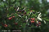 Flora-Strauch-KanFelsenbirne-20090621-33.jpg