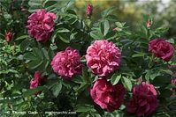 Flora-Strauch-Kartoffel-Rose-20090523-32.jpg