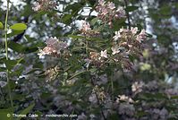 Dateiname=Flora-Strauch-Kolkwitzie-20070506-77.jpg
Dateigröße=192KB
Abmessungen: 720x484
hinzugefügt am: 01. April 2014 Flora-Strauch-Kolkwitzie-20070506-77.jpg