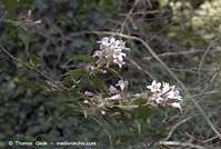 Dateiname=Flora-Strauch-Kolkwitzie-20070506-78.jpg
Dateigröße=154KB
Abmessungen: 720x484
hinzugefügt am: 01. April 2014 Flora-Strauch-Kolkwitzie-20070506-78.jpg
