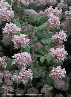 Dateiname=Flora-Strauch-Kolkwitzie-20090516-33.jpg
Dateigröße=215KB
Abmessungen: 527x720
hinzugefügt am: 01. April 2014 Flora-Strauch-Kolkwitzie-20090516-33.jpg