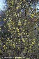 Dateiname=Flora-Strauch-Kornelkirsche-20070401-31.jpg
Dateigröße=245KB
Abmessungen: 484x720
hinzugefügt am: 01. April 2014 Flora-Strauch-Kornelkirsche-20070401-31.jpg