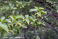 Dateiname=Flora-Strauch-Kornelkirsche-20070528-209.jpg
Dateigröße=183KB
Abmessungen: 720x484
hinzugefügt am: 01. April 2014 Flora-Strauch-Kornelkirsche-20070528-209.jpg