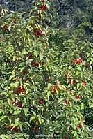 Flora-Strauch-Kornelkirsche-20070805-29.jpg